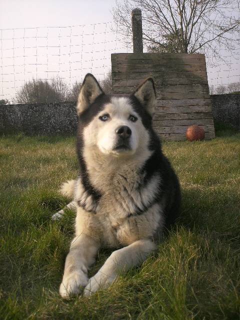 Toy Toy - Husky Sibérien Mâle