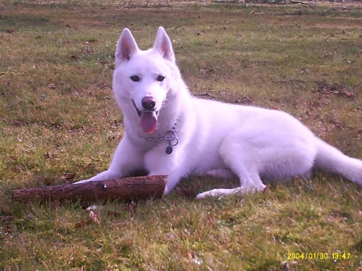 deepou - Husky Sibérien Mâle (2 ans)