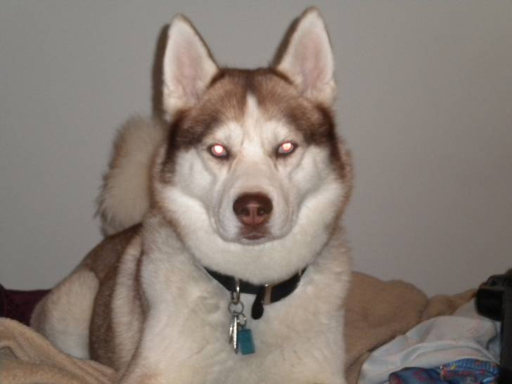 Timber - Husky Sibérien Mâle (2 ans)