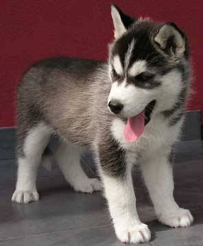 Maxi - Husky Sibérien Mâle (3 mois)