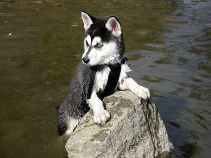 ukka - Husky Sibérien (6 mois)