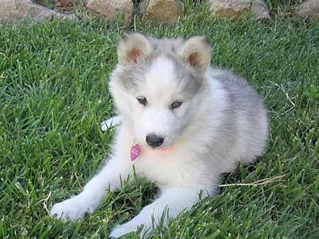 channa - Husky Sibérien (4 mois)