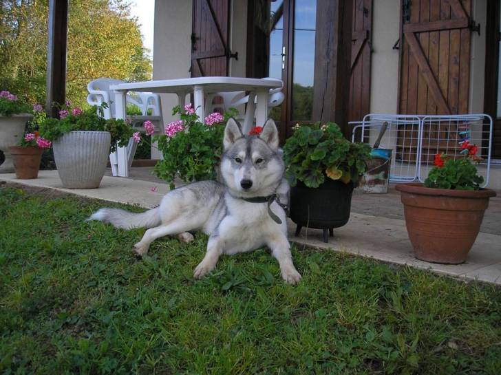Rocco - Husky Sibérien Mâle (2 ans)
