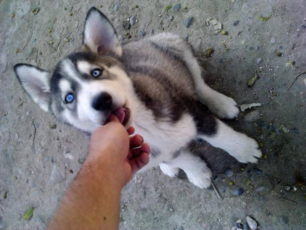 Rocco - Husky Sibérien Mâle (2 mois)