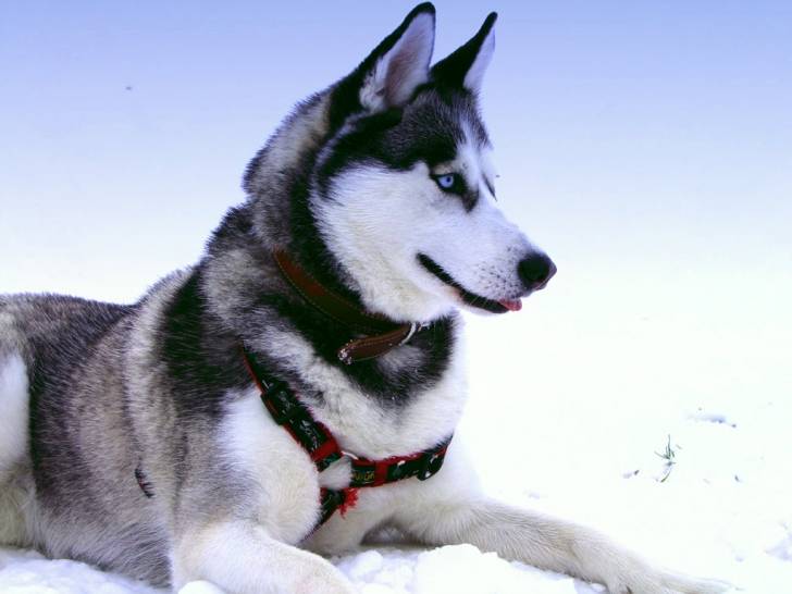 -_ChiCa-RuBia_- - Husky Sibérien
