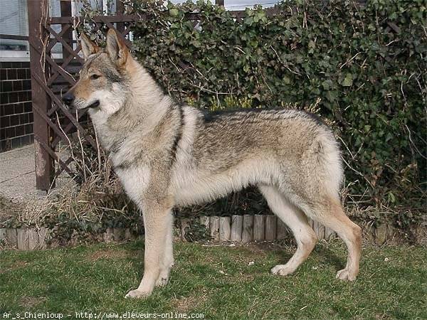 chasta - Husky Sibérien Mâle (4 ans)