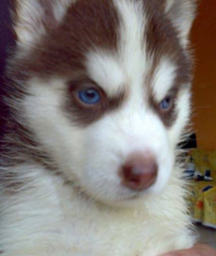 Zeus - Husky Sibérien Mâle (3 mois)