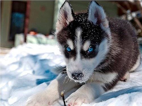 yue - Husky Sibérien