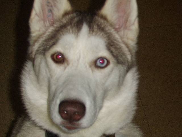 Doly - Husky Sibérien (1 an)