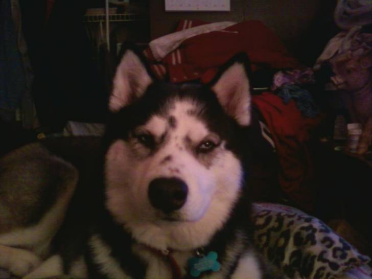 Salem - Husky Sibérien (2 ans)