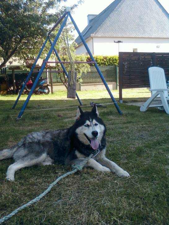 roxi - Husky Sibérien Mâle (12 ans)