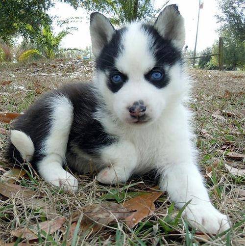 damon - Husky Sibérien Mâle (1 mois)