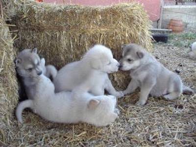 Süße Huskybabys - Husky Sibérien