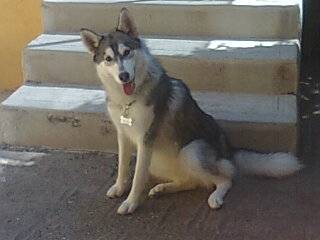 akira - Husky Sibérien (1 an)