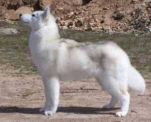 frio - Husky Sibérien Mâle (1 an)