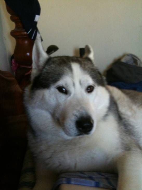 Baylion - Husky Sibérien Mâle