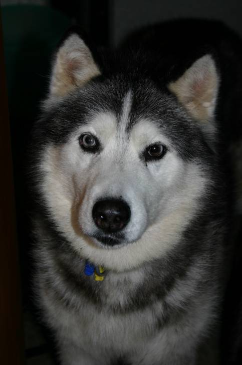 Czar - Husky Sibérien Mâle (2 ans)