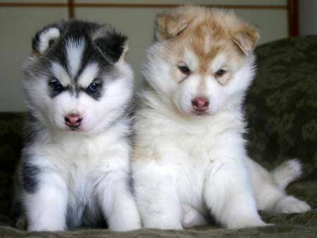 Ruki - Husky Sibérien Mâle (1 mois)