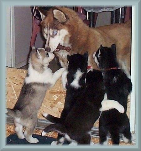 Etoile, Lune, Polaire, Nuit et Ska. - Husky Sibérien