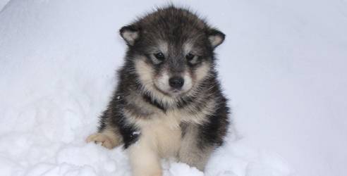 kaya - Husky Sibérien (1 mois)