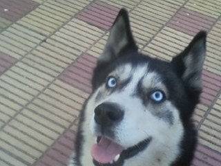 Tobías - Husky Sibérien Mâle (7 ans)