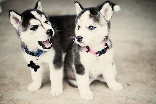 Husky - Husky Sibérien (8 mois)