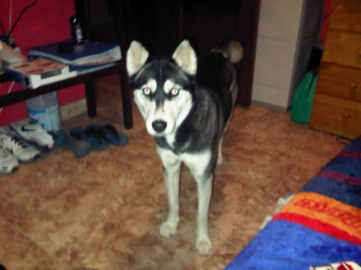 Laika - Husky Sibérien (1 an)