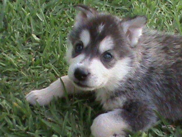 Fox - Husky Sibérien Mâle (1 mois)