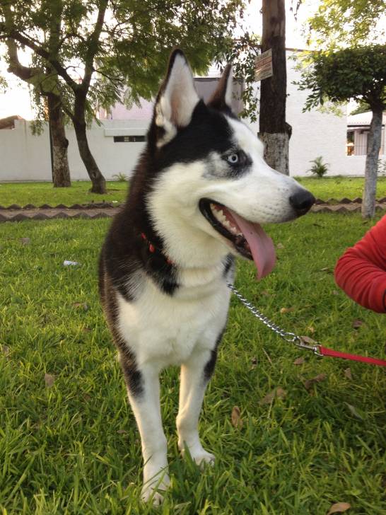 Axl - Husky Sibérien Mâle (10 mois)