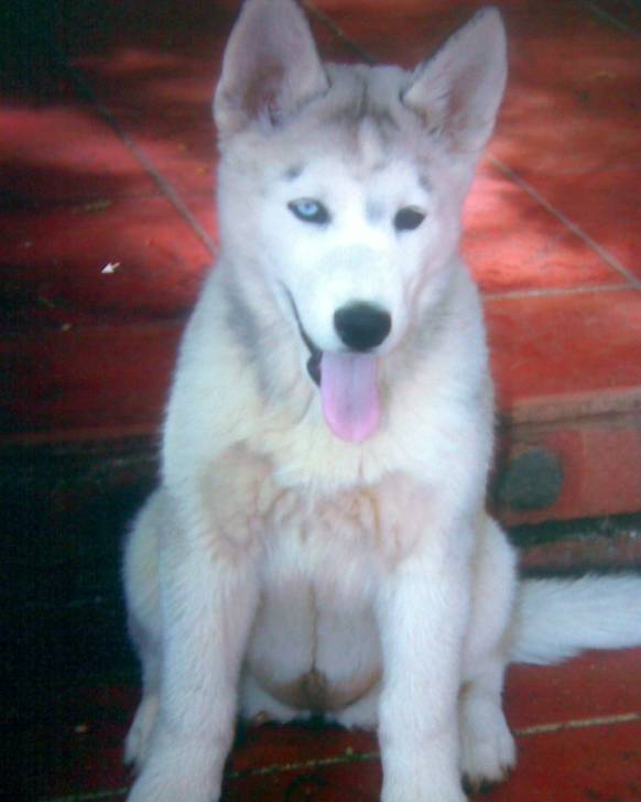 Chloe - Husky Sibérien (6 mois)