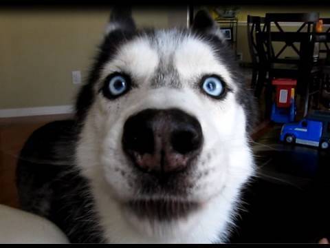 pilou - Husky Sibérien Mâle