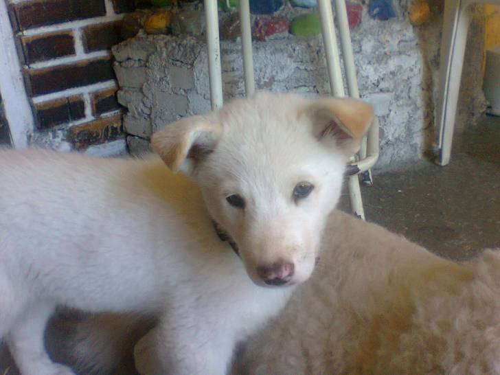 Káiser - Husky Sibérien Mâle (3 mois)