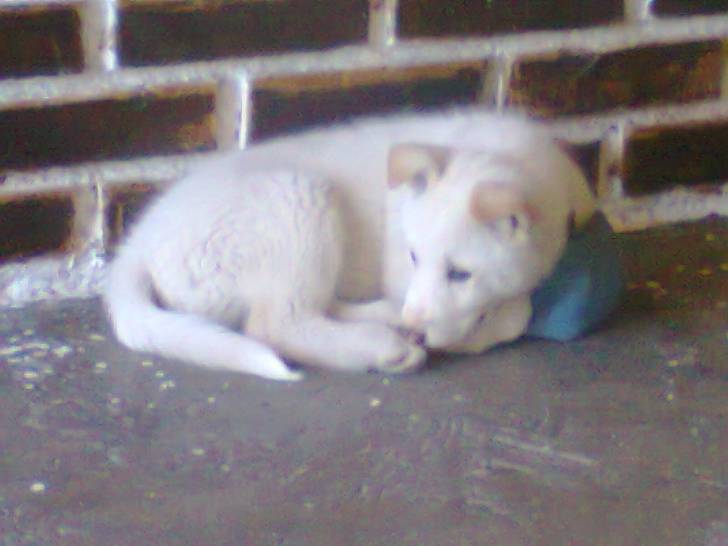 Káiser - Husky Sibérien Mâle (3 mois)