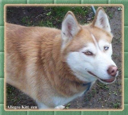 tara - Husky Sibérien (1 an)