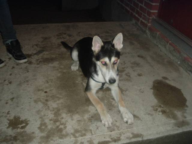 maya - Husky Sibérien (7 mois)