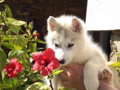 chipette - Husky Sibérien (4 mois)