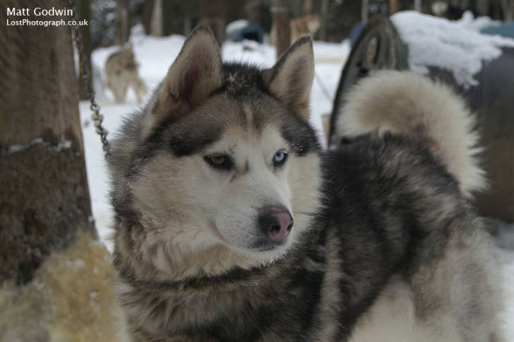 OSANA - Husky Sibérien Mâle (3 ans)