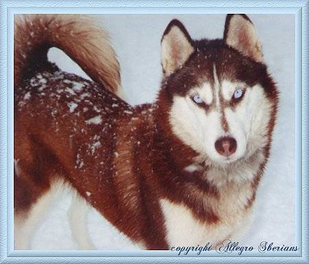 SCOOP - Husky Sibérien Mâle (7 ans)