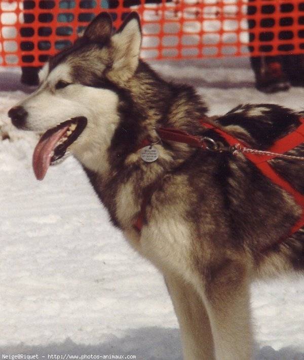 GAMME - Husky Sibérien (6 mois)