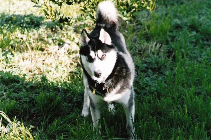 CASCADA - Husky Sibérien Mâle (4 mois)
