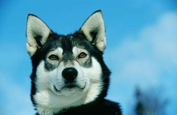 saya mont blanc - Husky Sibérien (8 ans)