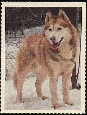 dana - Husky Sibérien (11 mois)