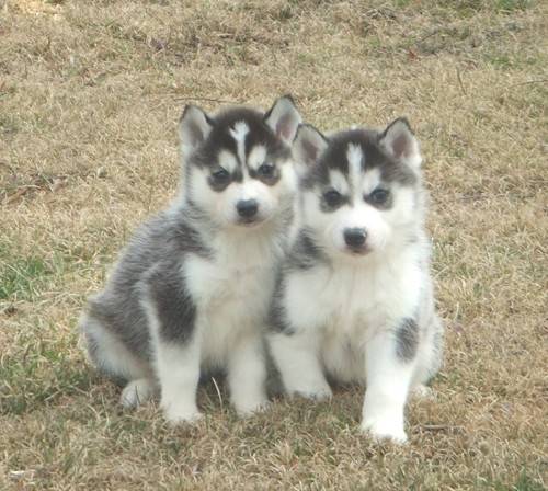 brasco - Husky Sibérien Mâle (1 an)