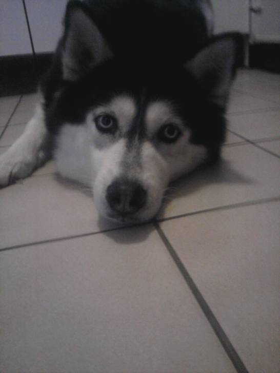 Cérès - Husky Sibérien (6 ans)