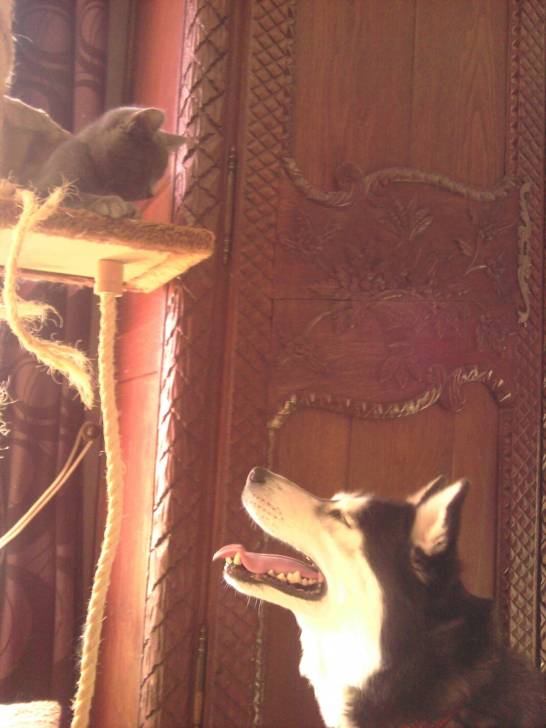 Cérès et Alex - Husky Sibérien