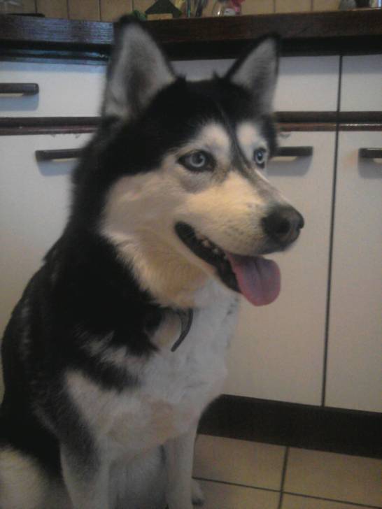Cérès - Husky Sibérien (6 ans)