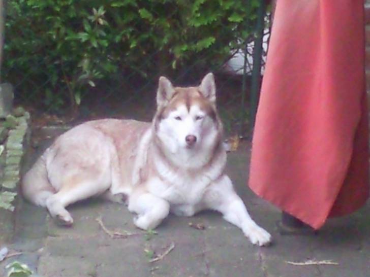 Jenga - Husky Sibérien (5 ans)