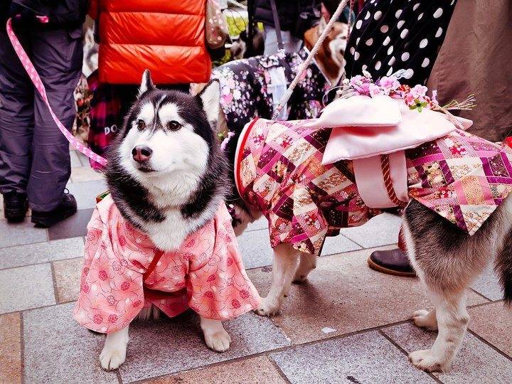 husky - Husky Sibérien