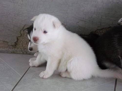 linda - Husky Sibérien (1 mois)