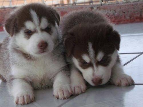 cris y clara - Husky Sibérien